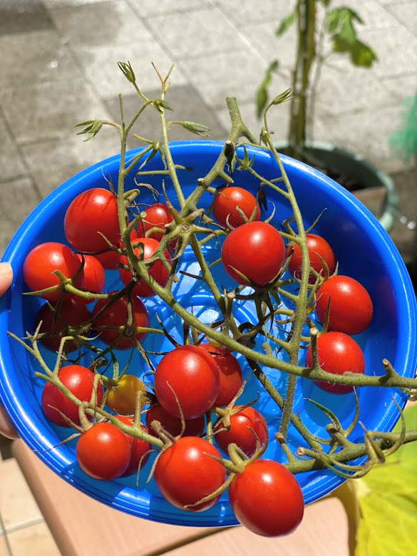 園で収穫したトマト