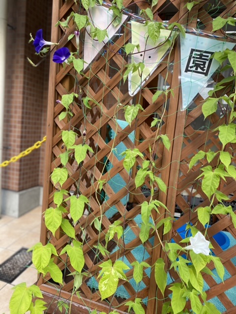 朝顔
